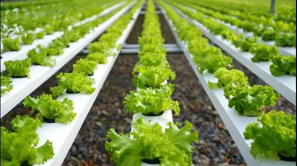 Rangées de laitues cultivées en système hors-sol sous serre